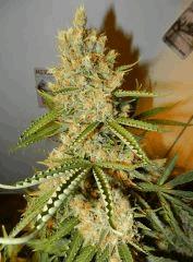 10C99