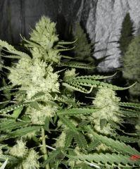 2 c99 f+32