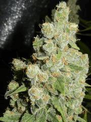 7Bubble Gum