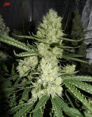 3 c99 f+32