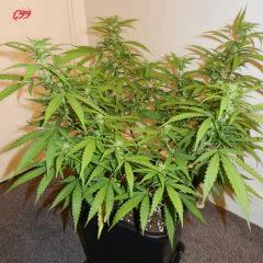 4 c99