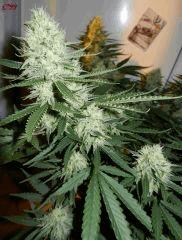 3 c99