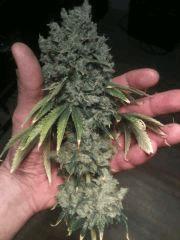 Kandy Kush #1 - CUT -