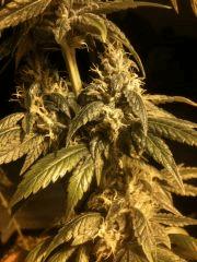 Flo + 42 - KK pheno T - macro...