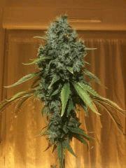 kandy kush flo + 70