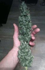 Kandy Kush #2 - CUT -