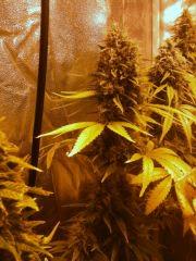 Flo + 42 - Somango 47