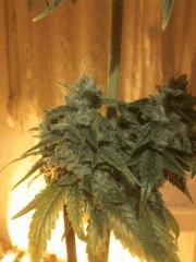 Kandy Kush flo + 70