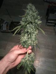 One Bud land (autumn 2013)
