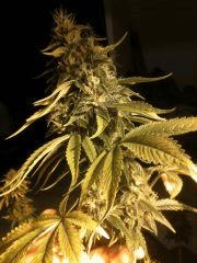Flo + 42 - kandy Kush