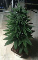 Kandy kush Flo + 30 phéno sativa trainwreck