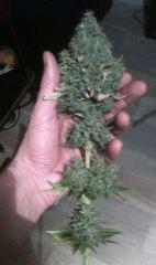Cotton Candy - CUT -
