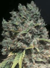 Kandy Kush # apex