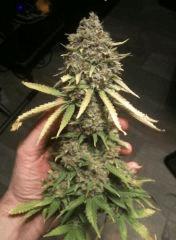 Somango 47 #1 - CUT -