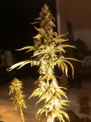 Flo + 42 - Kandy Kush - pheno Trainwreck (assez rare - sativa)