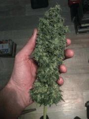 kandy kush 4 - cut flo + 74
