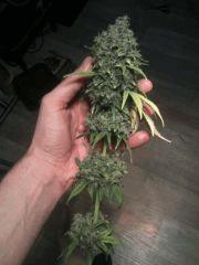 kandy kush 5 cut à flo + 73