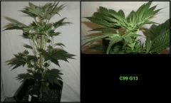 c991