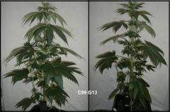 c993
