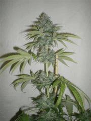 PB230026 GF GF