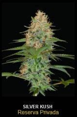 Silver kush RP