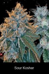 Sour Kosher