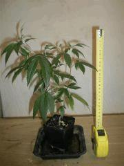 PB080032 GF