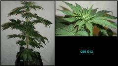 c992
