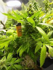 bud white widow