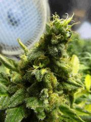 macro white widow