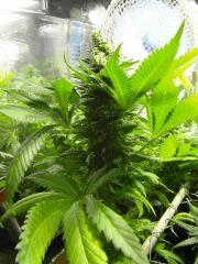 bud white widow