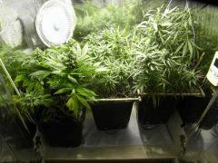 white widow et 2 super lemon haze