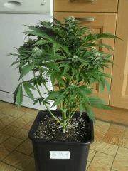 skunk #1