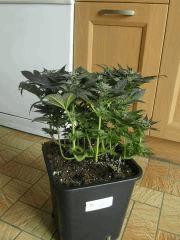 blue widow