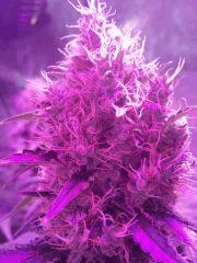 Original Amnesia - Dinafem