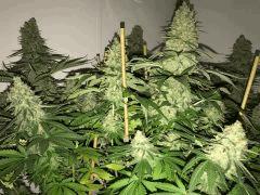 Big Bud - Sensi Seeds