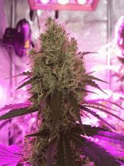 Original Amnesia - Dinafem