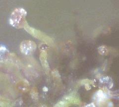 psilocybus trichomensis