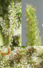 Trichomes