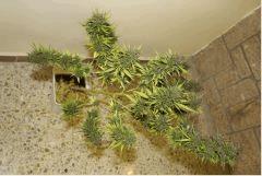PurpleHazePanama/Pck