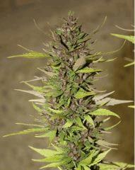 HazePanamaKush