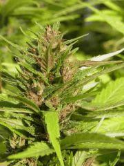 Purple Haze Panama Pck