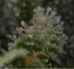 trichomes pourpres