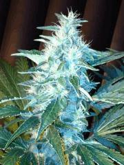 FLO 60