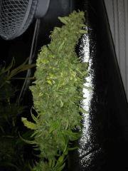 FLO 115