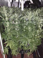 FLO 35