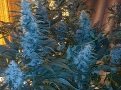 FLO 60