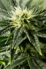 buds
