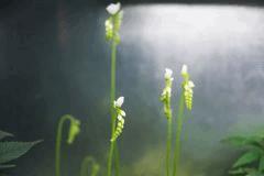 drosera blanche