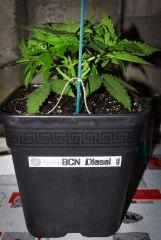 Diesel 1-1